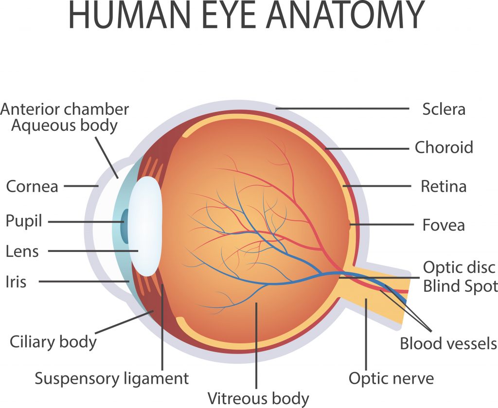 Graphic showing human eye anatomy