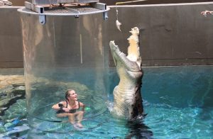 Reggie in enclosed cylinder container next to a tall crocodile who is vertical half out of pool with mouth open to grab dangled food.